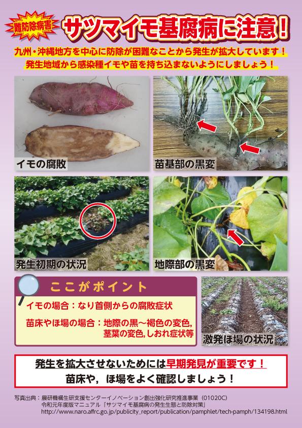 サツマイモ基腐病に注意