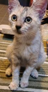 迷い猫