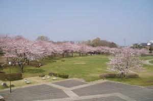 絹の台桜公園