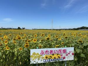 花畑2