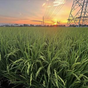 やわら三万石　米写真