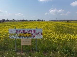 菜の花11