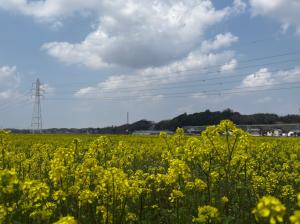 菜の花12