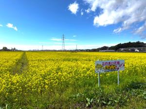 菜の花15