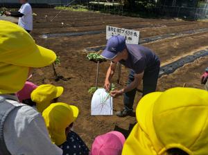 苗植え4