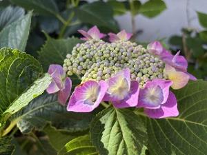 hydrangea