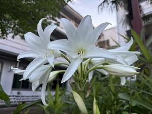 lily