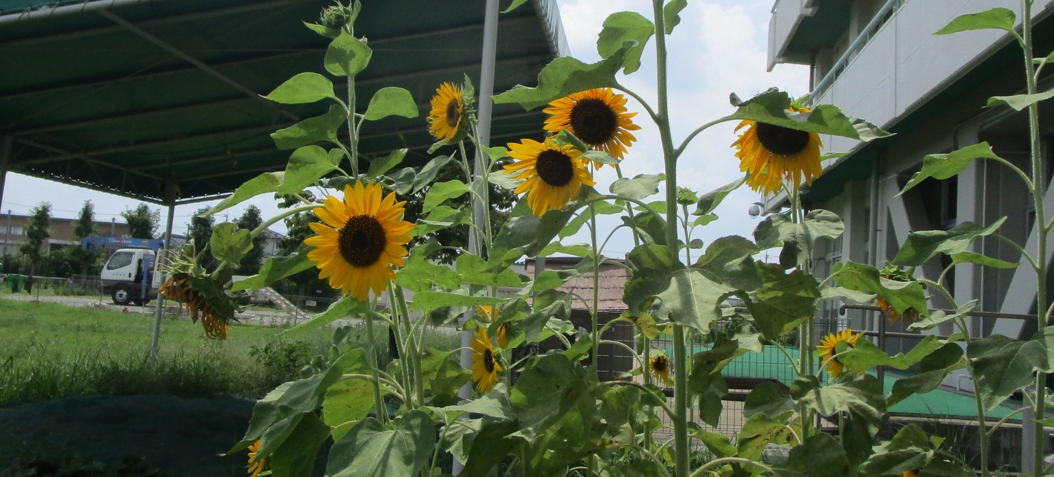 ひまわり🌻