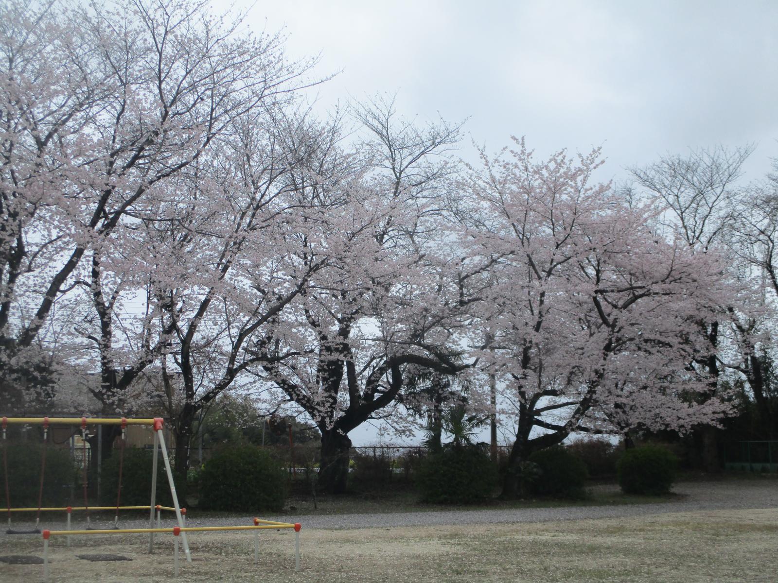 桜咲く