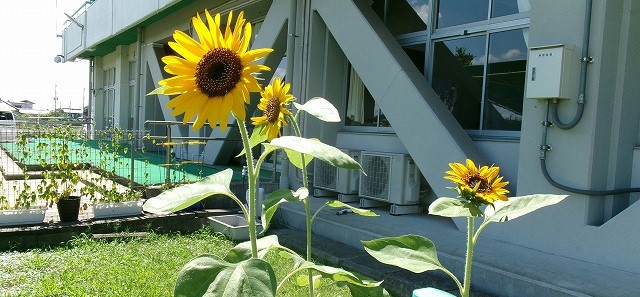 R8ひまわり🌻