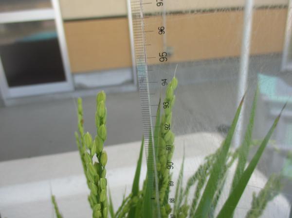 これからはスズメ対策が必要😳