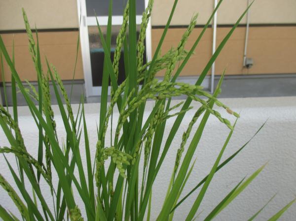 穂が垂れてきたよ🌈