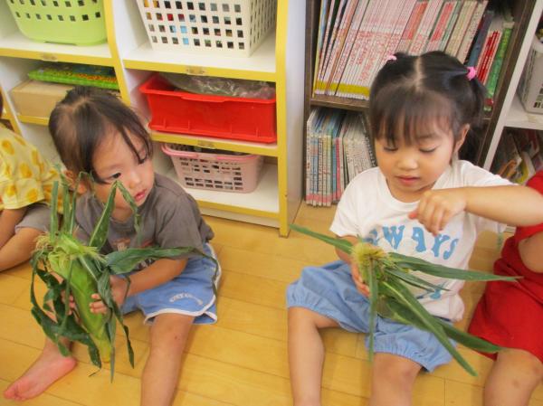 とうもろこしを触ってみよう!