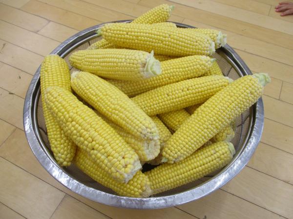こんなにたくさんのとうもろこしがあったよ!