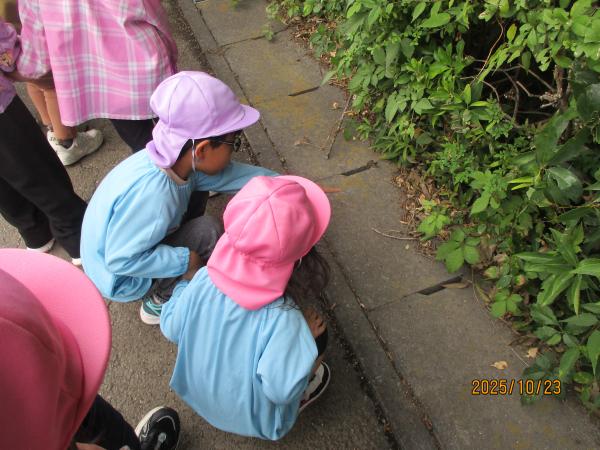 どんぐり見つけた!