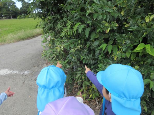 あっ!赤い実があるね🥰