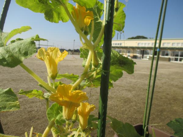 雄花はたくさん咲いています🙄