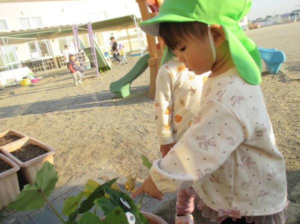 サトイモにもオバケが❗