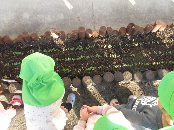 ラディッシュの芽が出たよ!