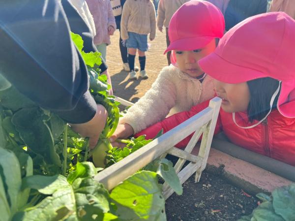 だいこん初収穫!