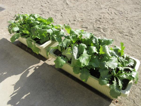 カブも収穫まであと少し!