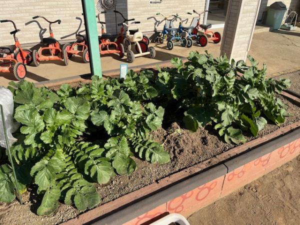 金曜日に大根を収穫します✨