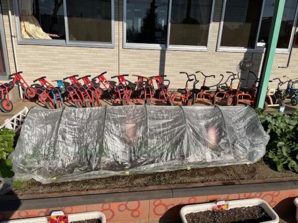 人参はハウスの中で栽培中🥕