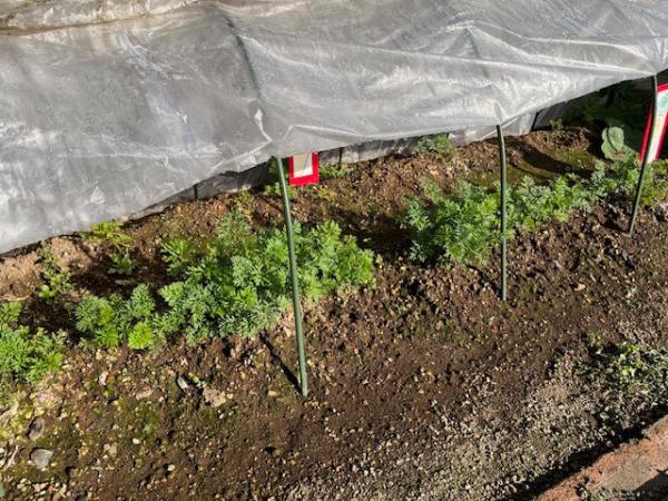 1月に収穫予定です💕