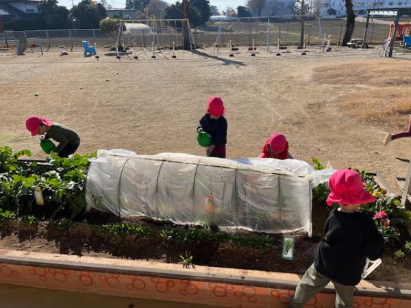 お当番さん水やりありがとう⭐