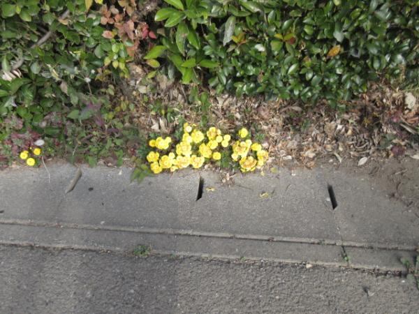 菊の花を見つけたよ🔍