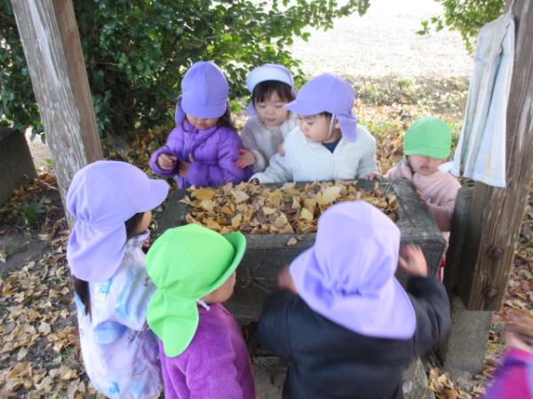 いちょうの葉っぱがいっぱいだね🩷