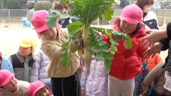わぁ〜!大きいだいこん!