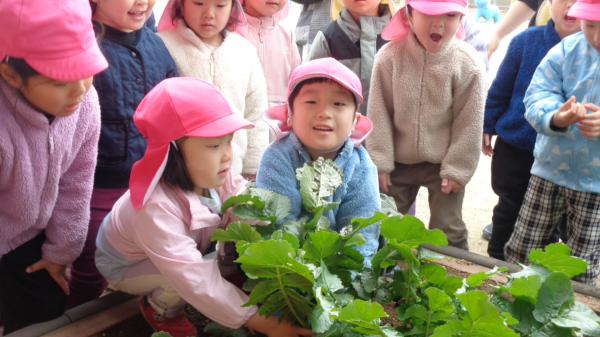 みんなで「うんとこしょ、どっこいしょ」と掛け声をかけて頑張りました🎵