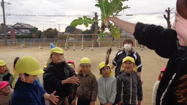 このだいこんは…ちっちゃいね〜😁