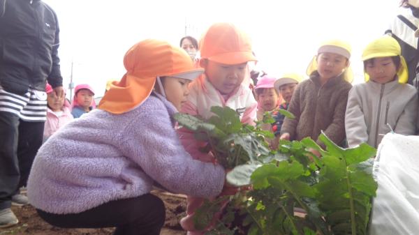 うさぎ組さんも頑張って収穫してくれました💓