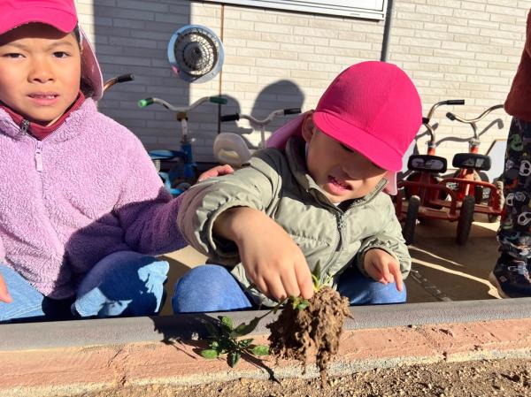 根っこがたくさんだね⭐