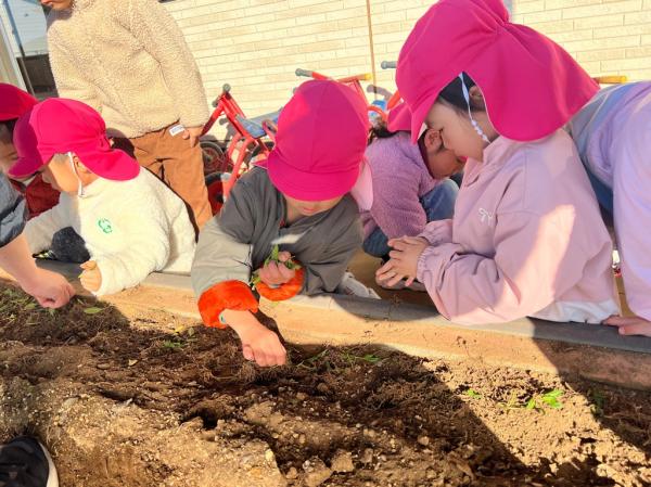 残った根っこや葉っぱも綺麗にしたよ✨