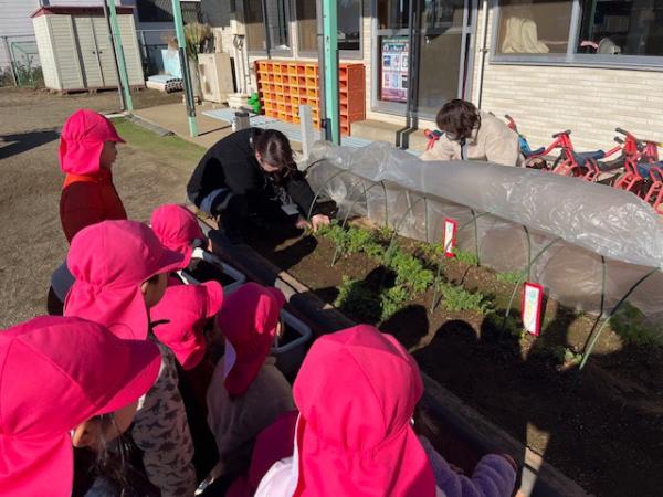 人参の間引きをしました🥕