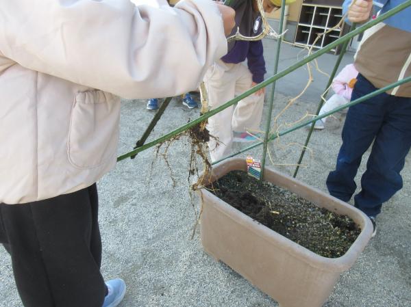 「きゅうり🥒今までありがとう💗」