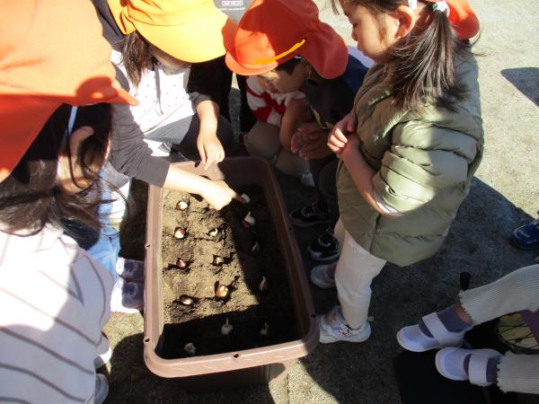 そっと球根を置いて…