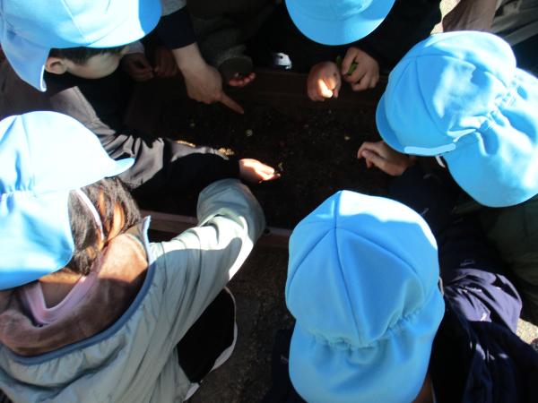 優しく土のお布団をかけました。