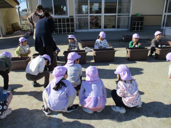 年長さんも植えるぞー!