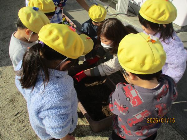 何色のチューリップが咲くか楽しみだね。