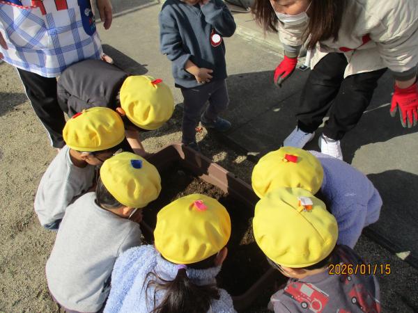 チューリップの球根植え🌷