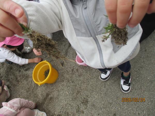 長い根っこの草が取れたよ😊
