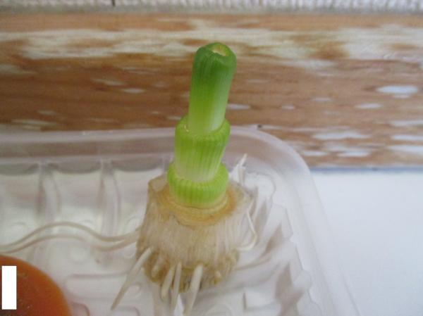 育ててから2週間たったよ!