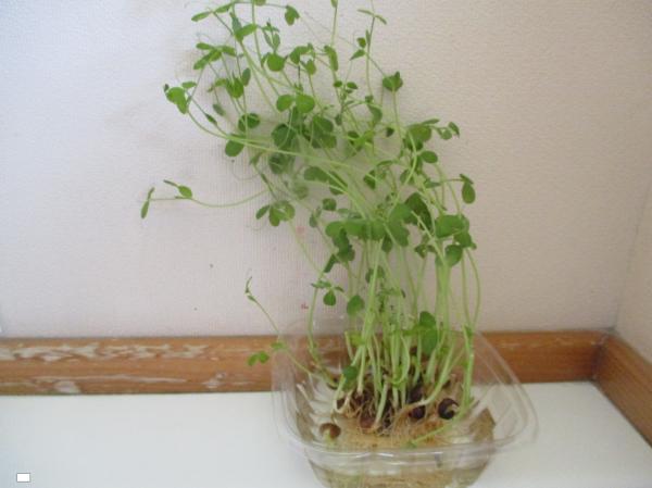 豆苗がグングン成長中!