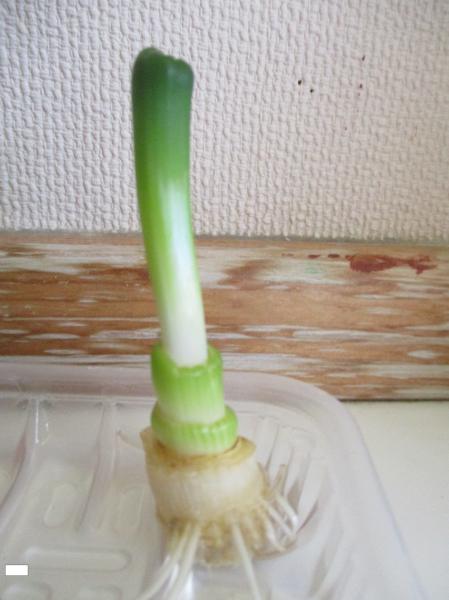 子ども達が呼んでる通称「ねぎタワー」