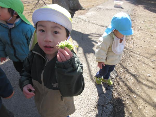 ふきのとう、見つけたよ✌