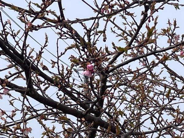 桜かな?🌸2輪咲いてたよ🌸